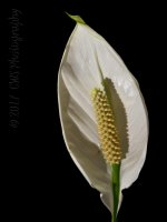 5-23-17-cr__7500179.jpg