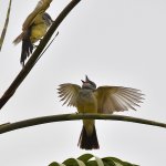 Kingbird2.jpg