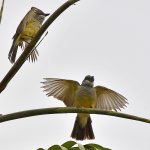 Kingbird4.jpg