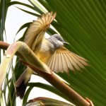 Kingbird6.jpg