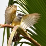 Kingbird10.jpg