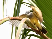 Kingbird8.jpg