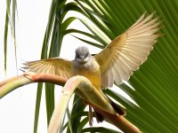 Kingbird9.jpg