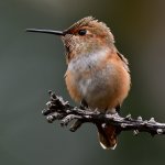 Hummer20.jpg