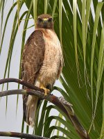 Hawk2.jpg
