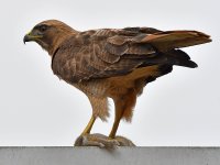 Hawk9.jpg