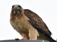 Hawk32.jpg