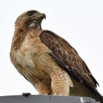 Hawk33.jpg