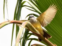Kingbird7.jpg
