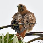 Hawk6.jpg