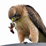 Hawk26.jpg