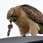 Hawk27.jpg