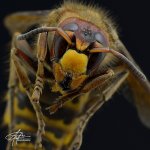 Queen-Wasp-(850).jpg