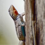 5-24-17-cr__D7K7038.jpg