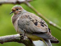 Dove2.jpg