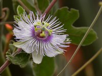 Passiflora.jpg