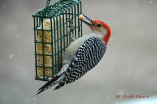DSC_4129.jpg