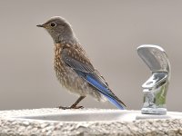 Bluebird.jpg