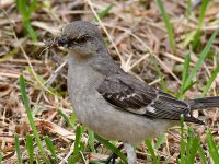 Mockingbird3.jpg
