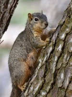 Squirrel2.jpg