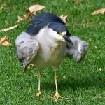 BlackHeron3.jpg