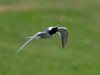 Tern.jpg