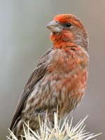Finch3.jpg