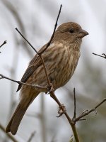 Finch5.jpg