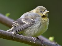 Finch7.jpg