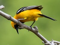 Oriole.jpg