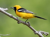 Oriole2.jpg
