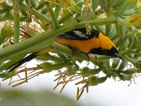 Oriole4.jpg