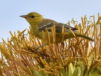 Oriole5.jpg