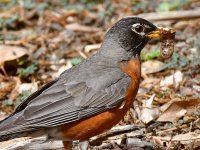 Robin4.jpg