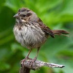 Sparrow3.jpg