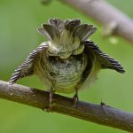 Finch9.jpg