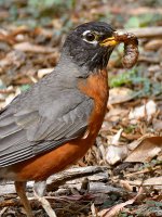 Robin5.jpg