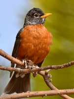 Robin6.jpg