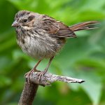 Sparrow4.jpg
