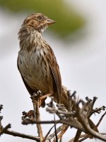 Sparrow5.jpg