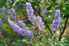 D500_0029_butterfly.jpg