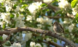 apple blossome bird DSC_0474 -1.jpg