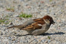 Sparrow-(1200).jpg
