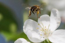 DSC_1147+Bees in Apple Blossoms -0003.jpg