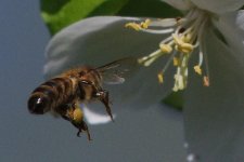 DSC_1165+Bees in Apple Blossoms -0010.jpg