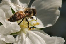 DSC_1201+Bees in Apple Blossoms -0014.jpg