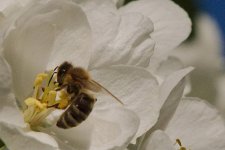 DSC_1101+Bees in Apple Blossoms -0001.jpg