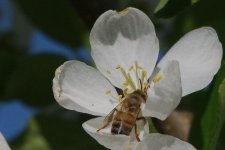DSC_1167+Bees in Apple Blossoms -0012.jpg