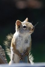 DSC_0725+squirral -0010.jpg