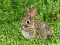 Bunny.jpg